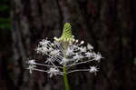 Eastern turkeybeard